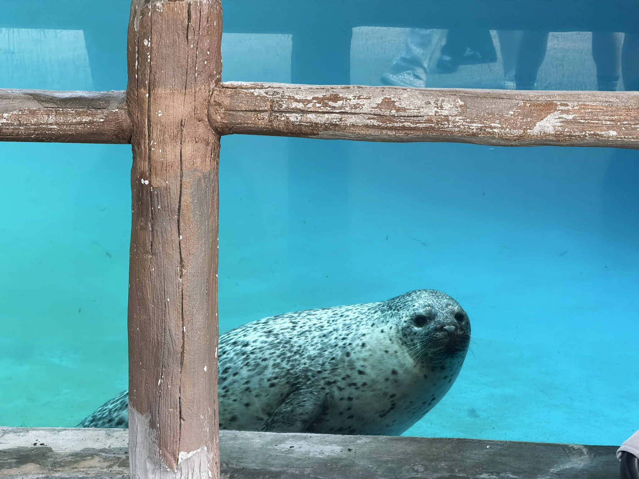 猫猫祟祟的海豹