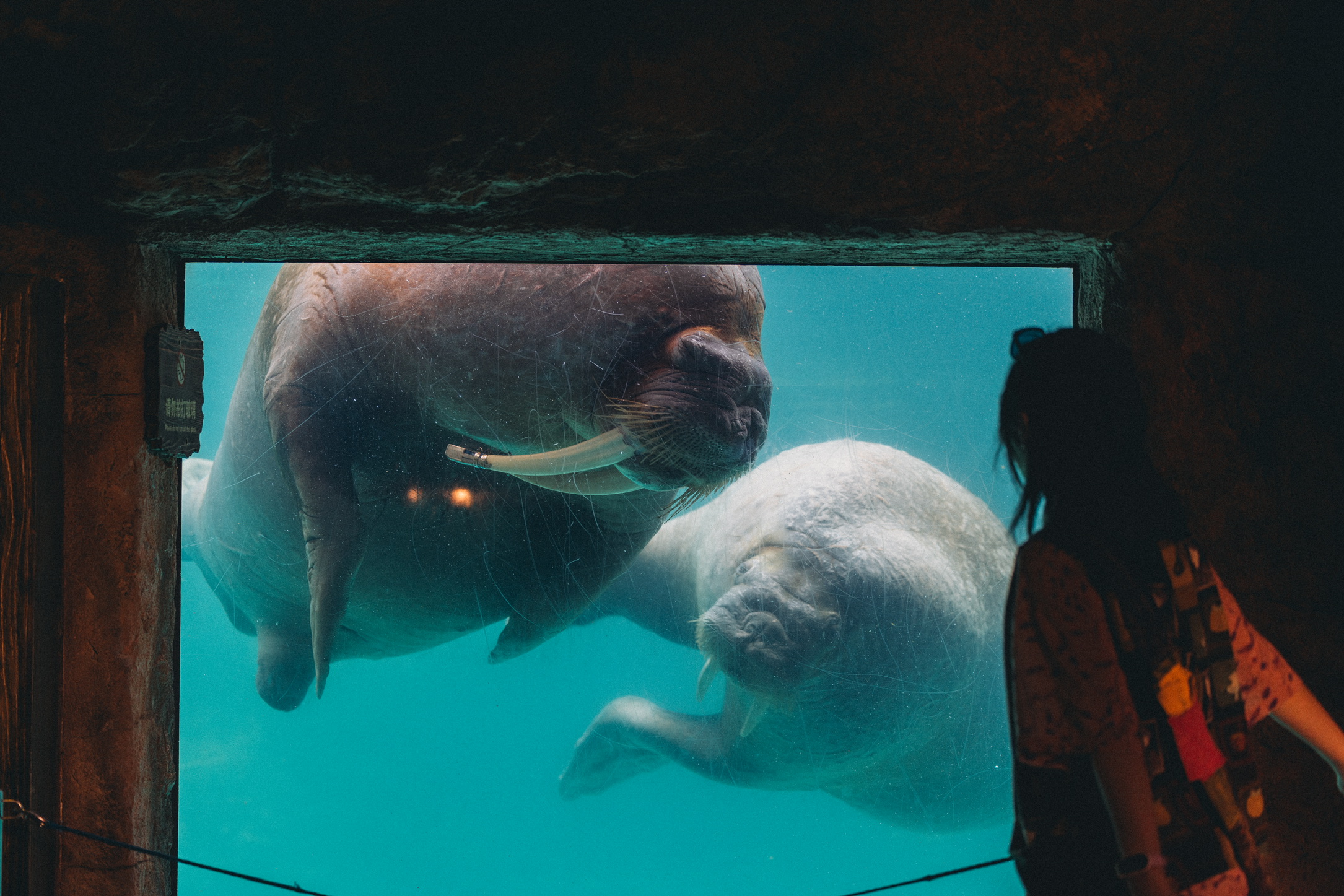 分辨公母很容易