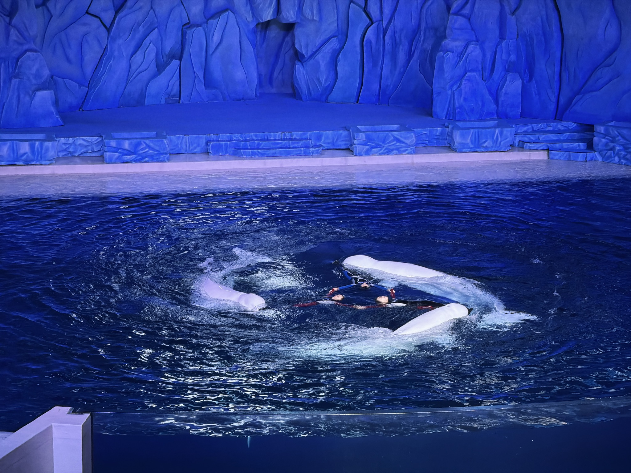 三人三鲸转圈圈