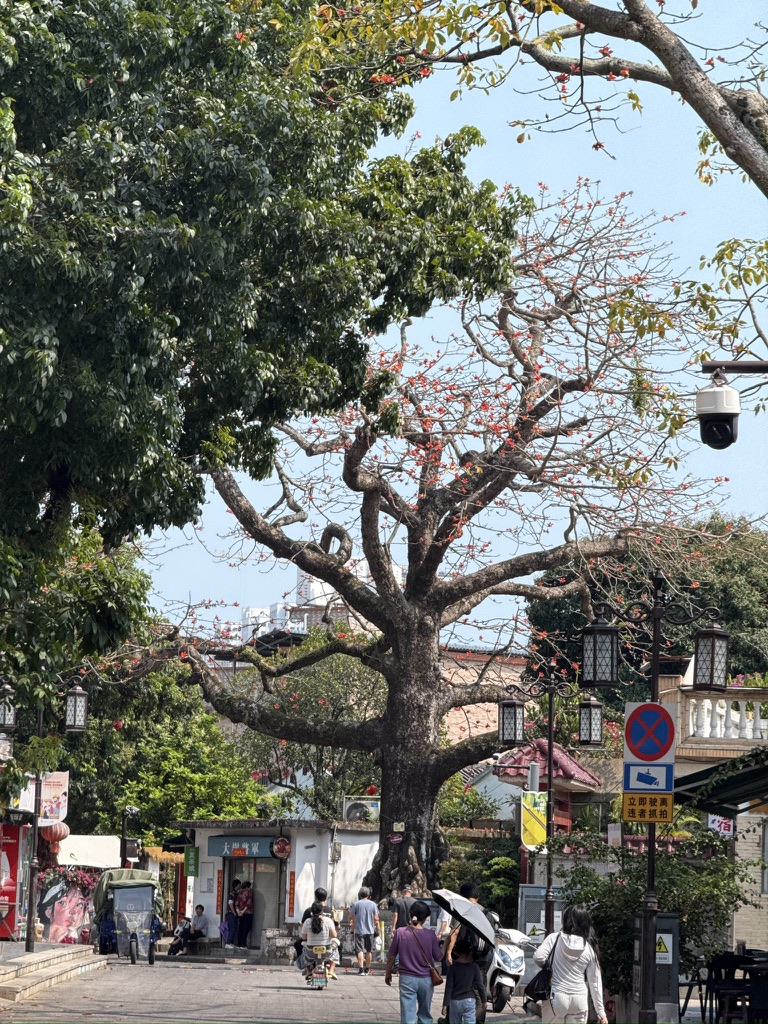 古镇里长得巨大的木棉树