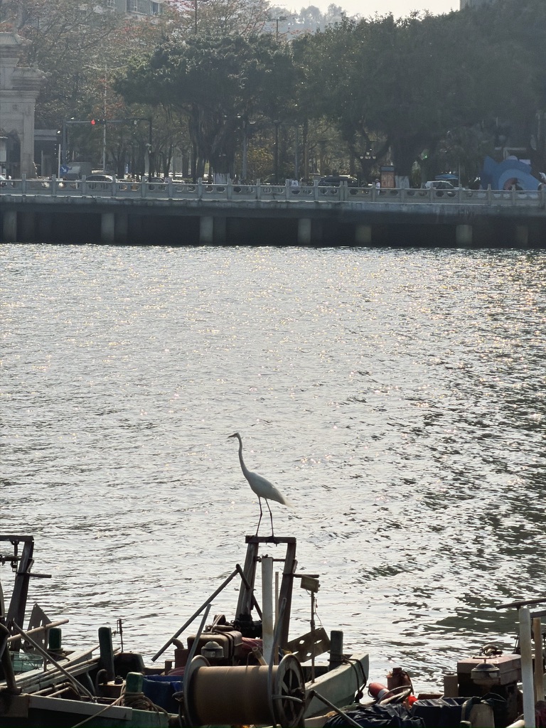 停在港湾里渔船上的白鹭,在波光粼粼中真好看呀