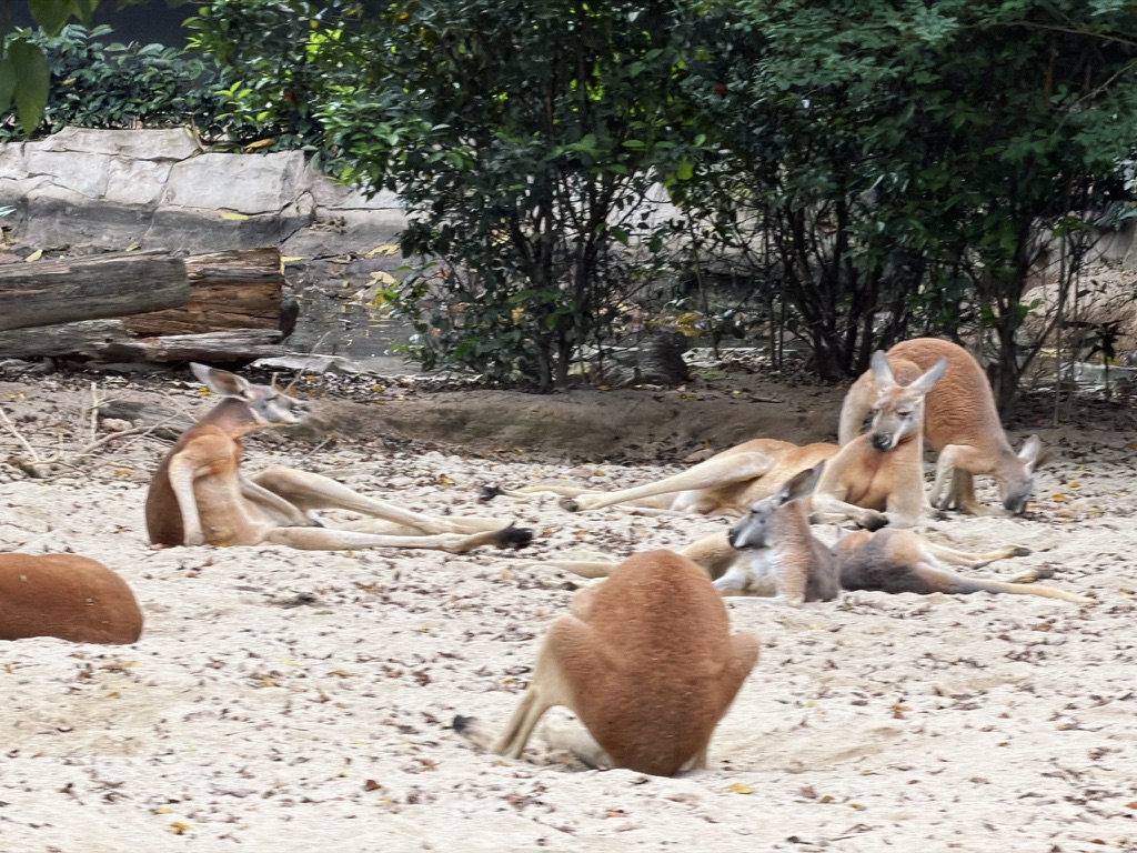 一群在沙滩上晒太阳的袋鼠