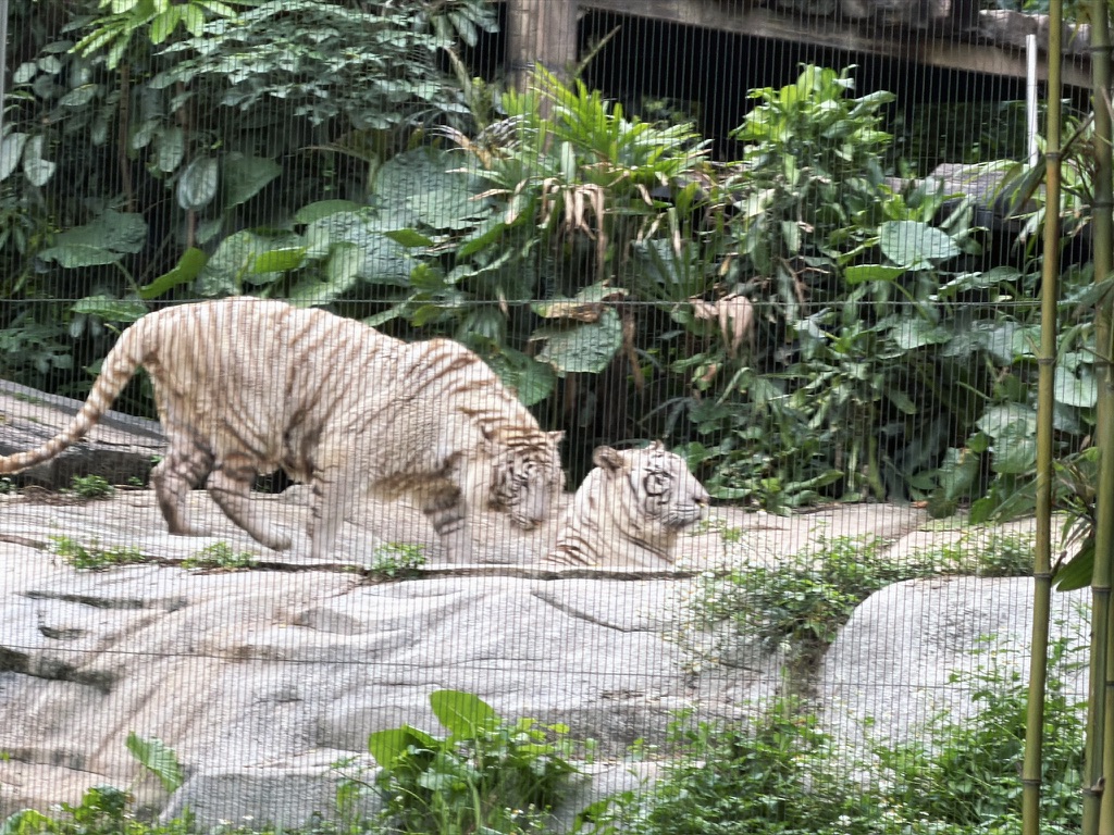 长野的标志吉祥物白虎