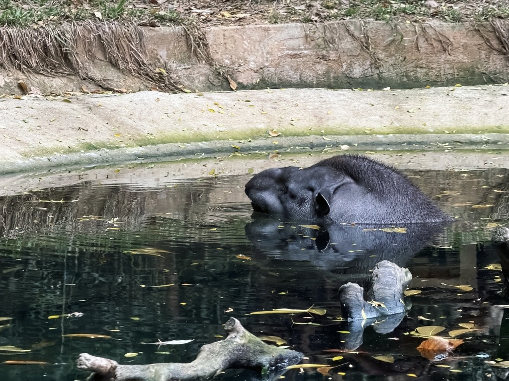 从水里钻出头的貘