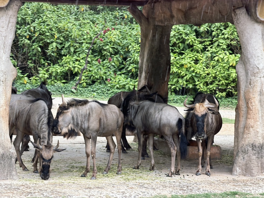 躲雨的野牛