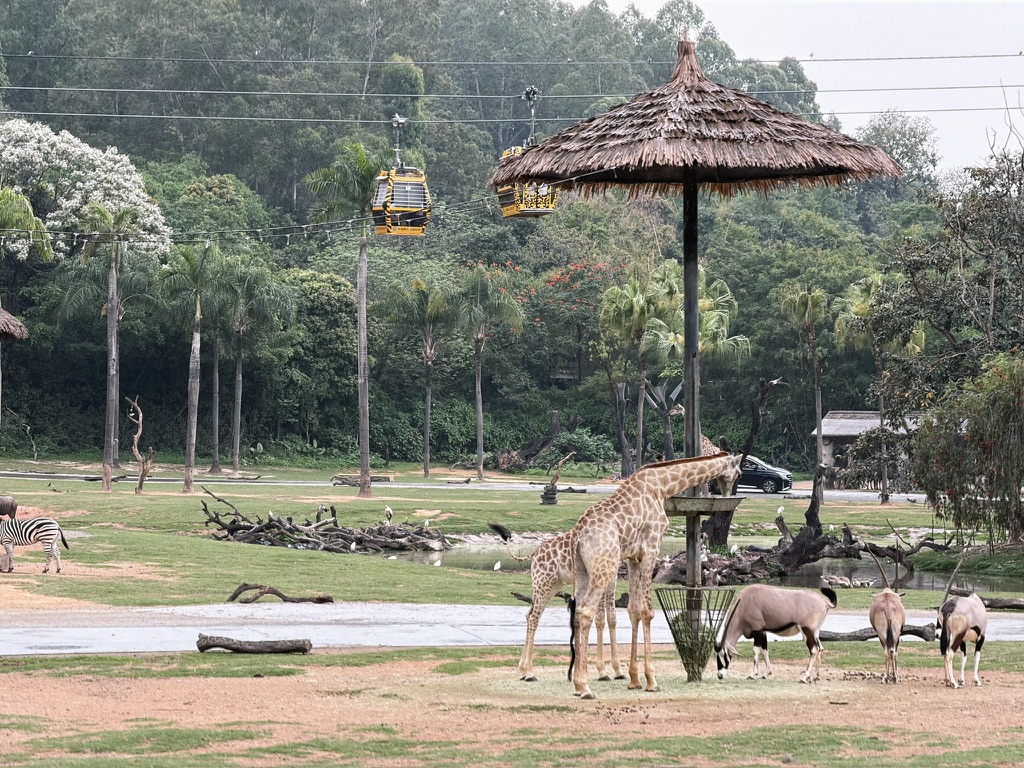 非洲草原区比较有趣，大家喜欢的长颈鹿、斑马都在这里