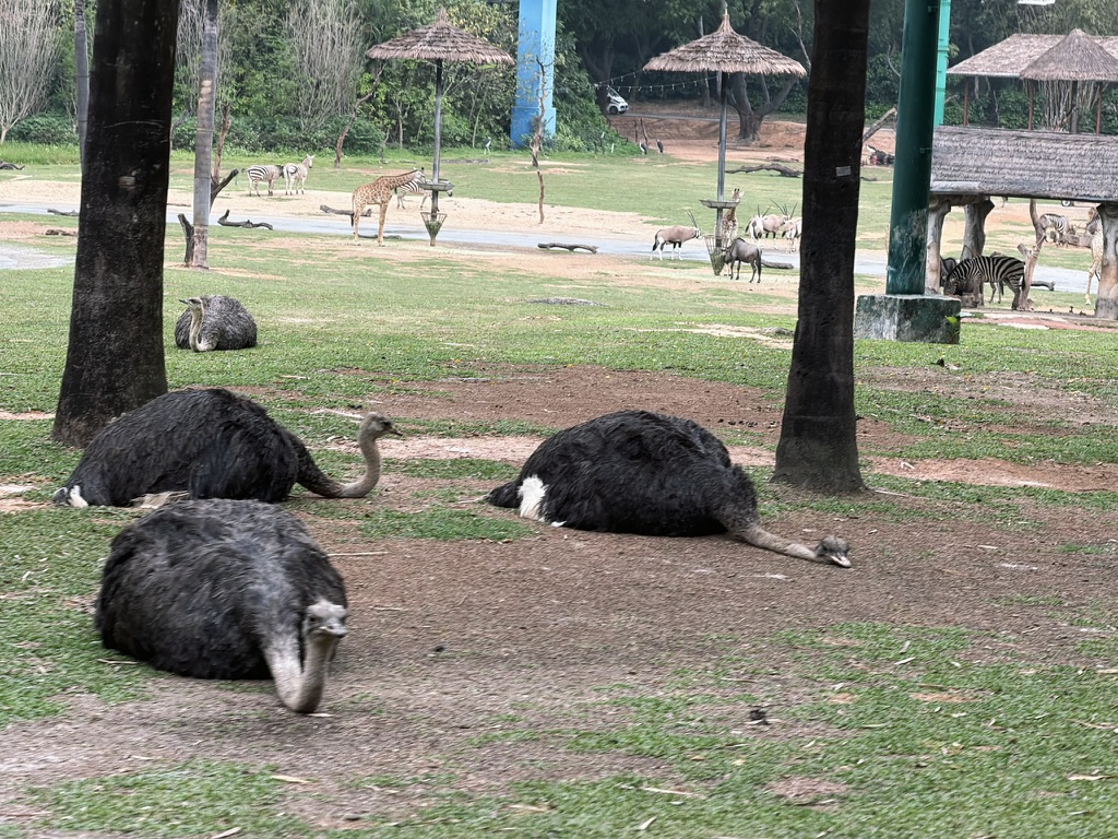 我要是鸵鸟，我也这么趴着，对颈椎好