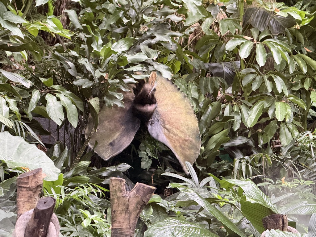 呲水那个双脊龙