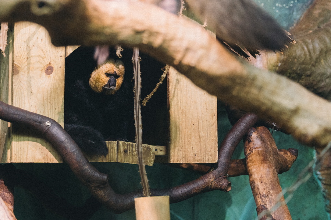 不咋开心的白面僧面猴