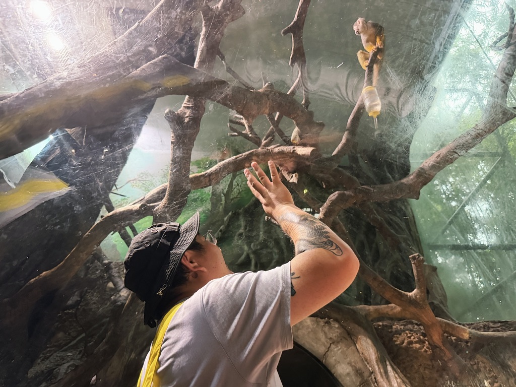 站在猴子空间底下亚克力罩子内的毛，这种亚克力罩子，长隆用得滚瓜烂熟