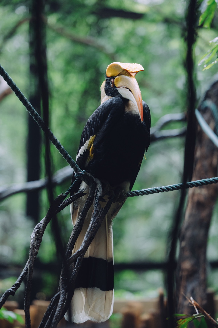 看着很有威严的犀鸟（但脚上的铁丝显示出它并没有尊严）