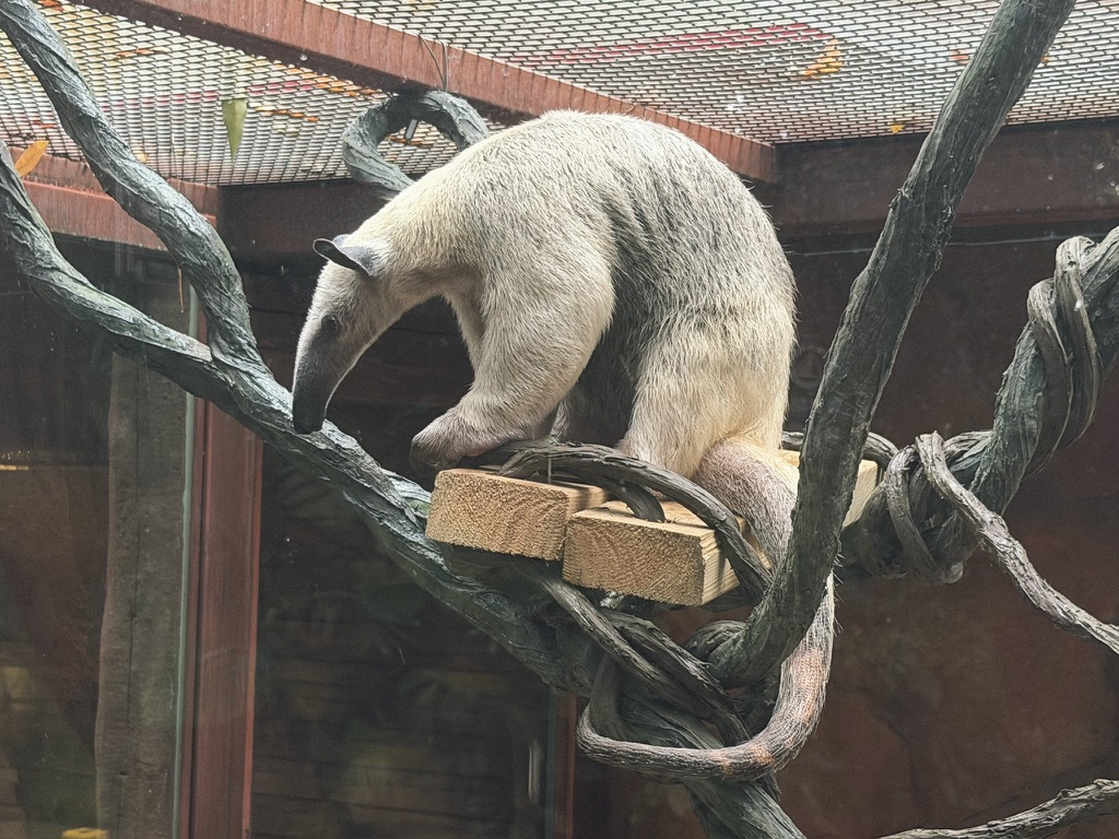 没什么道理住在蛇区门口的小食蚁兽