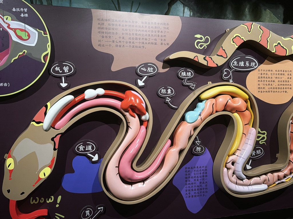 蛇的构造