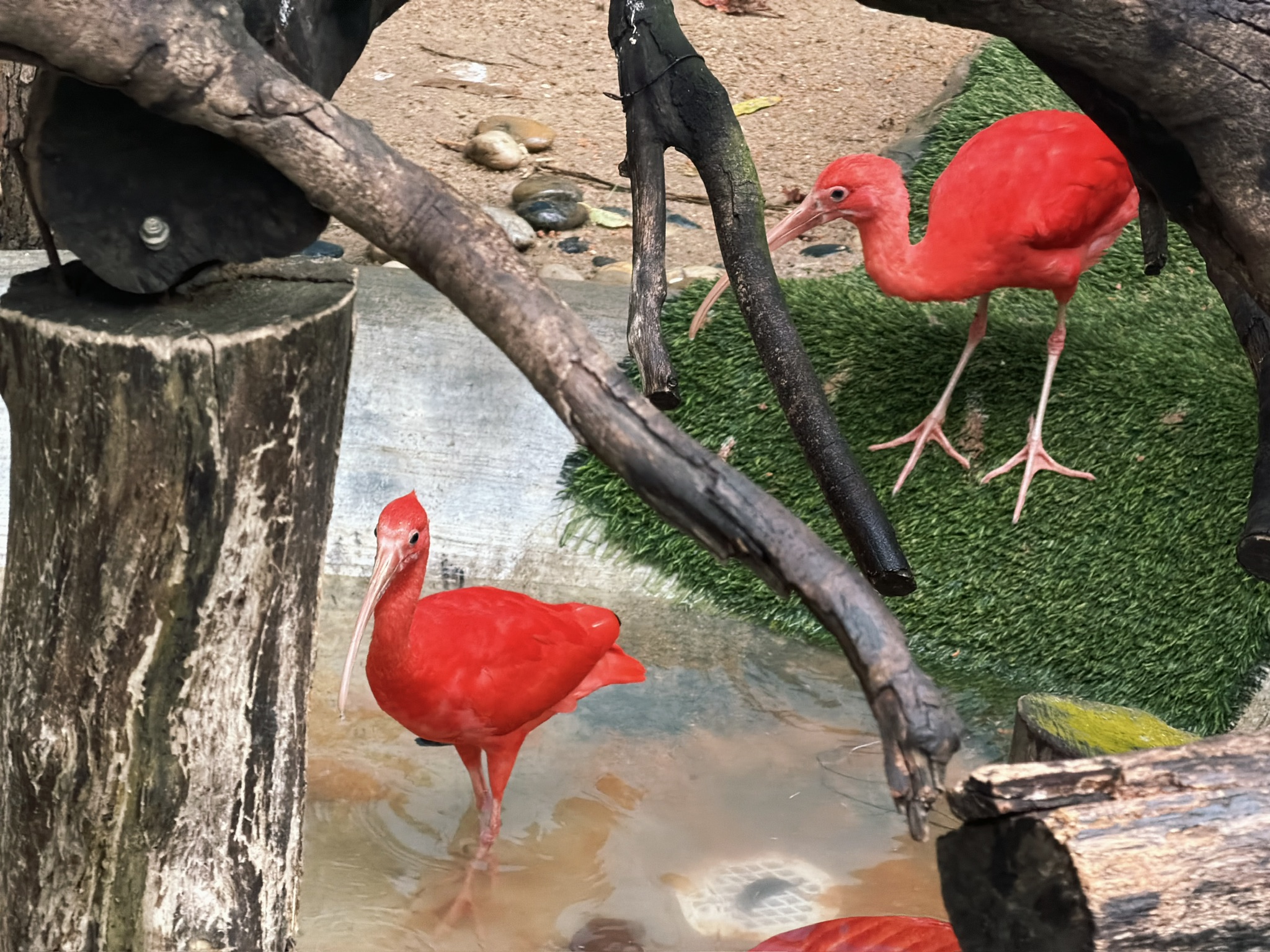 红得像 P 图的美洲红鹮，但它真的就是这么红