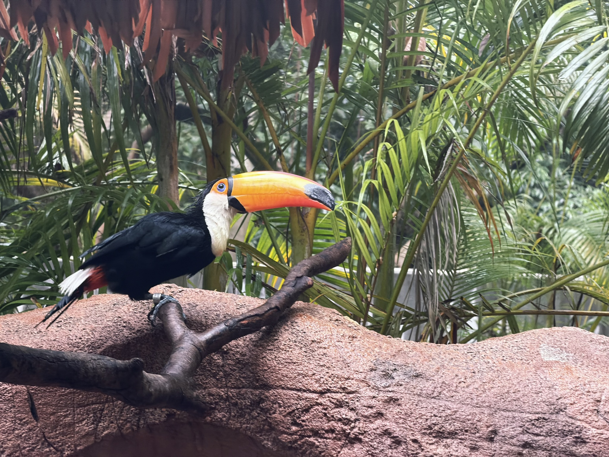 还是大嘴比较可爱