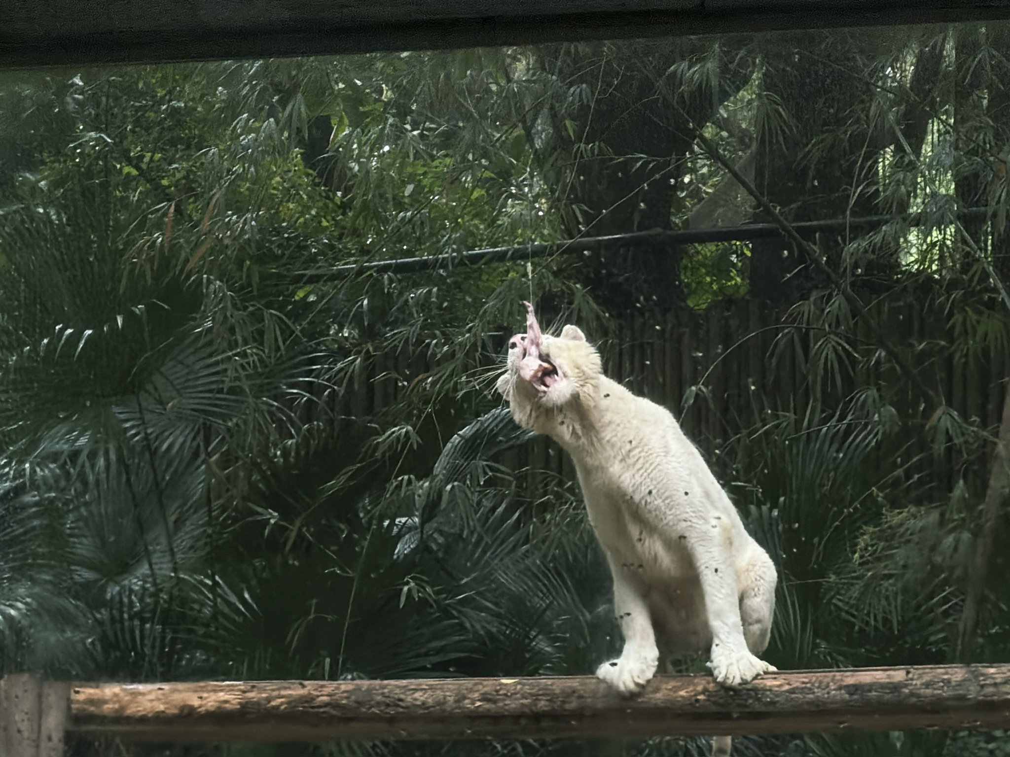就这样被你征服
