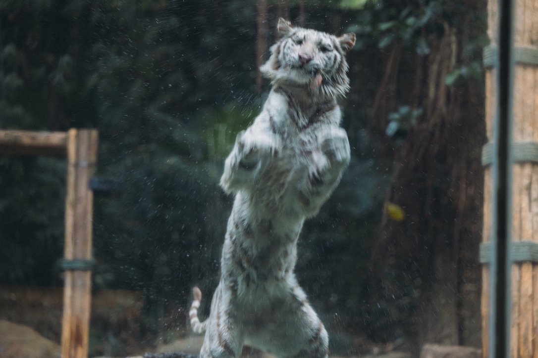 跳起来吃鸡腿的猫猫