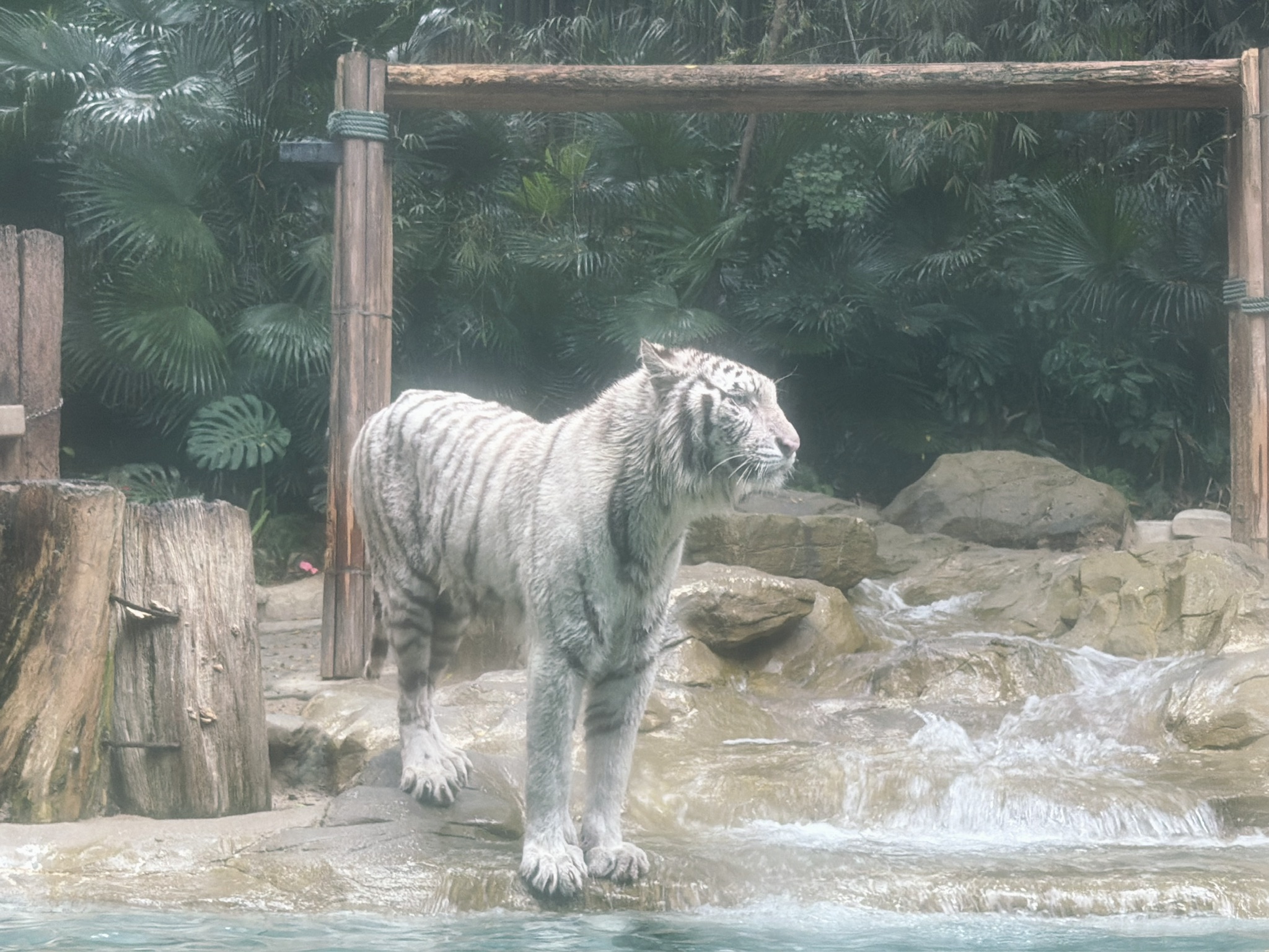 这个人造溪流好像个冲水马桶呀，我要是白虎我要站在上游拉一泡。