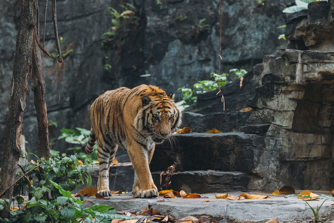 也有造型标致的
