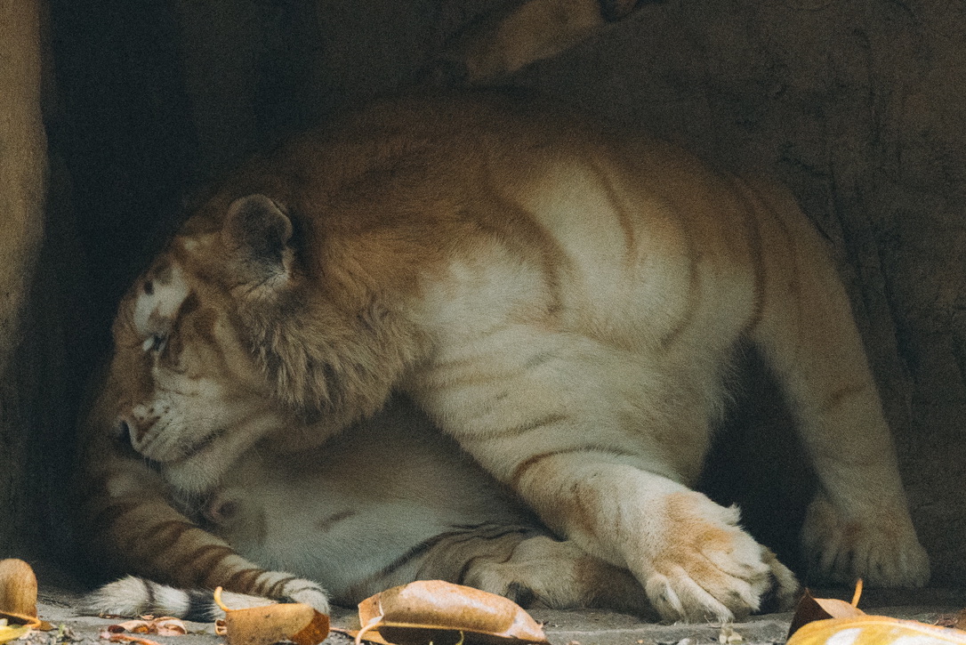 但这个舔屁眼的