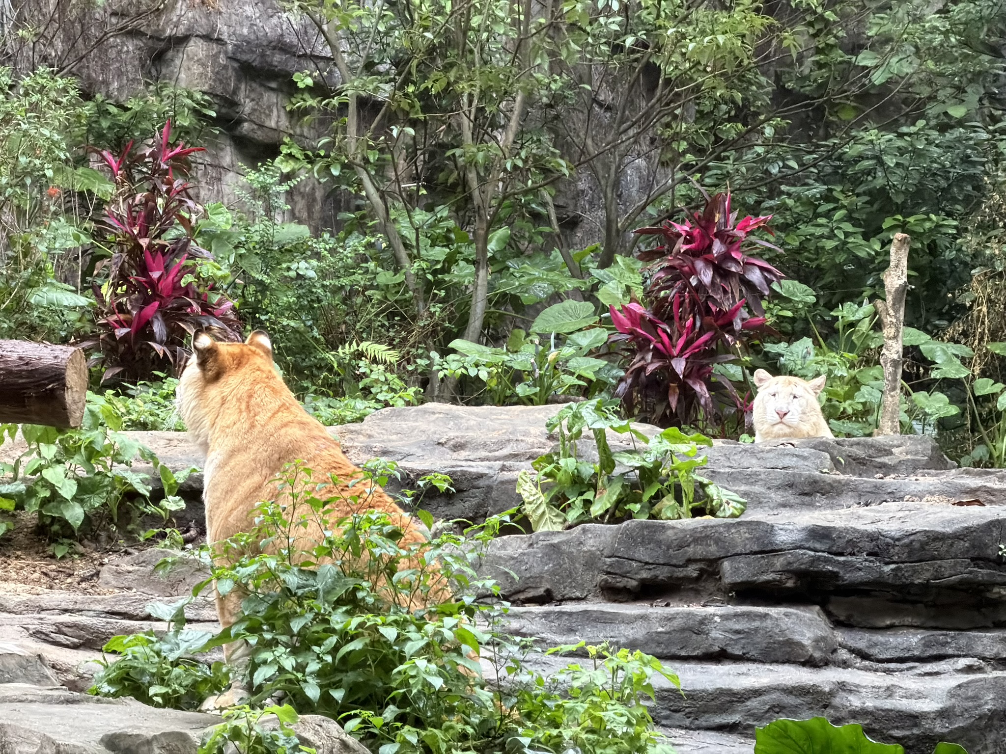 类犬说的就是后面那只