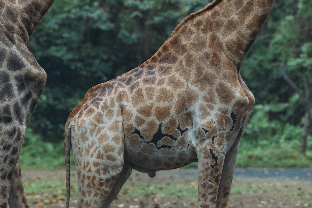 长颈鹿身上的裂纹，本质是长颈鹿皮肤受伤后，伤口愈合过程中形成的瘢痕组织 + 炎症后色素沉着