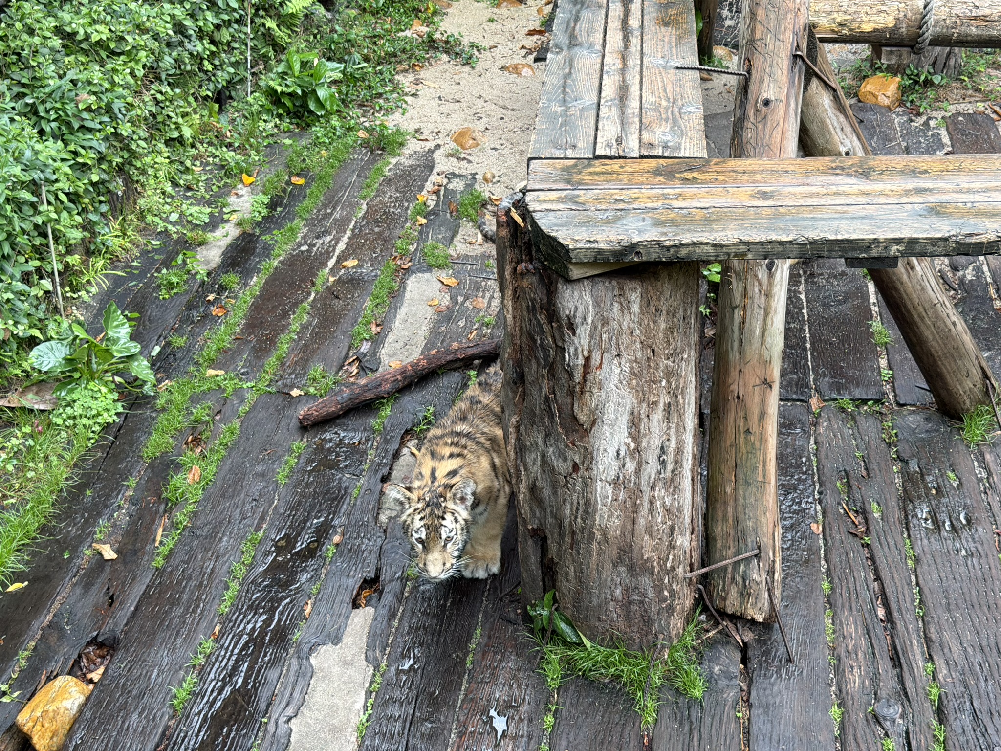 继续往前走有幼虎区，看看这只猫猫祟祟的小脑斧