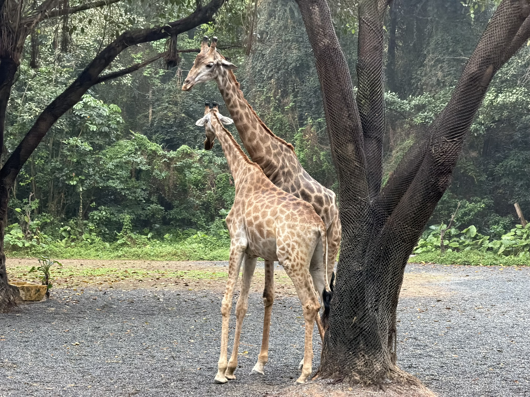 这两只长颈鹿耳鬓厮磨，都不愿去乞食区乞食