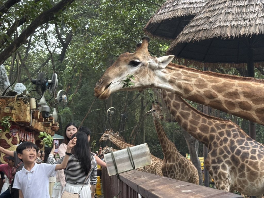 你可以直接喂，也可以把手伸进桶子里防止被长颈鹿舔到地喂