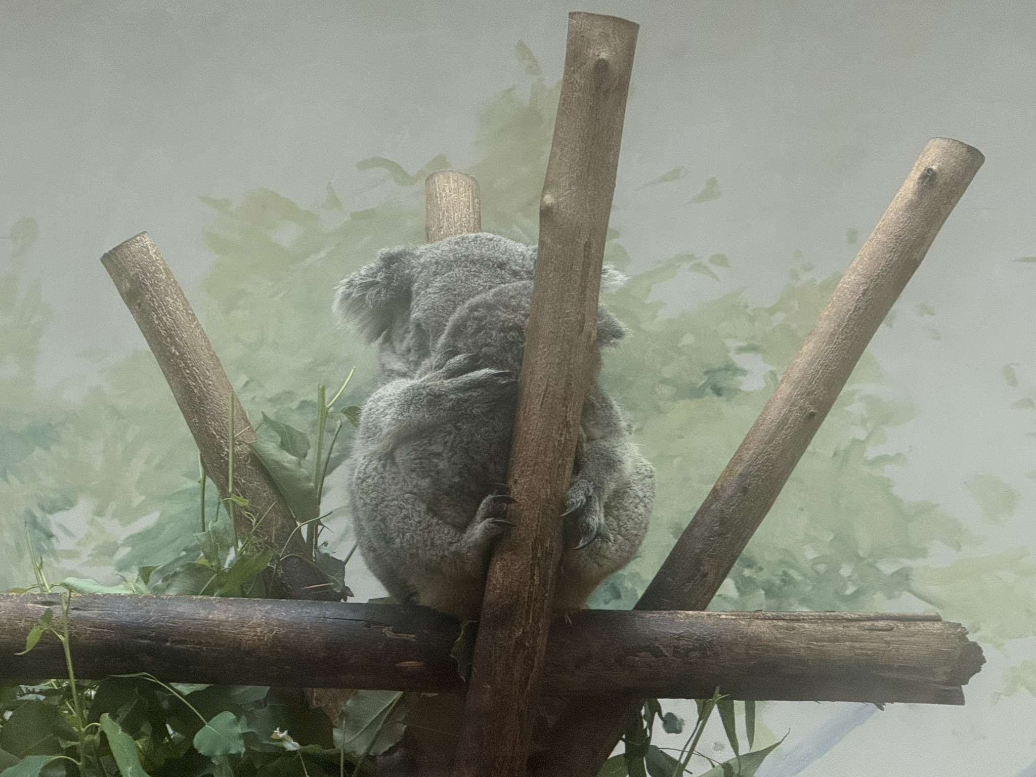 抱着娃在睡觉的考拉