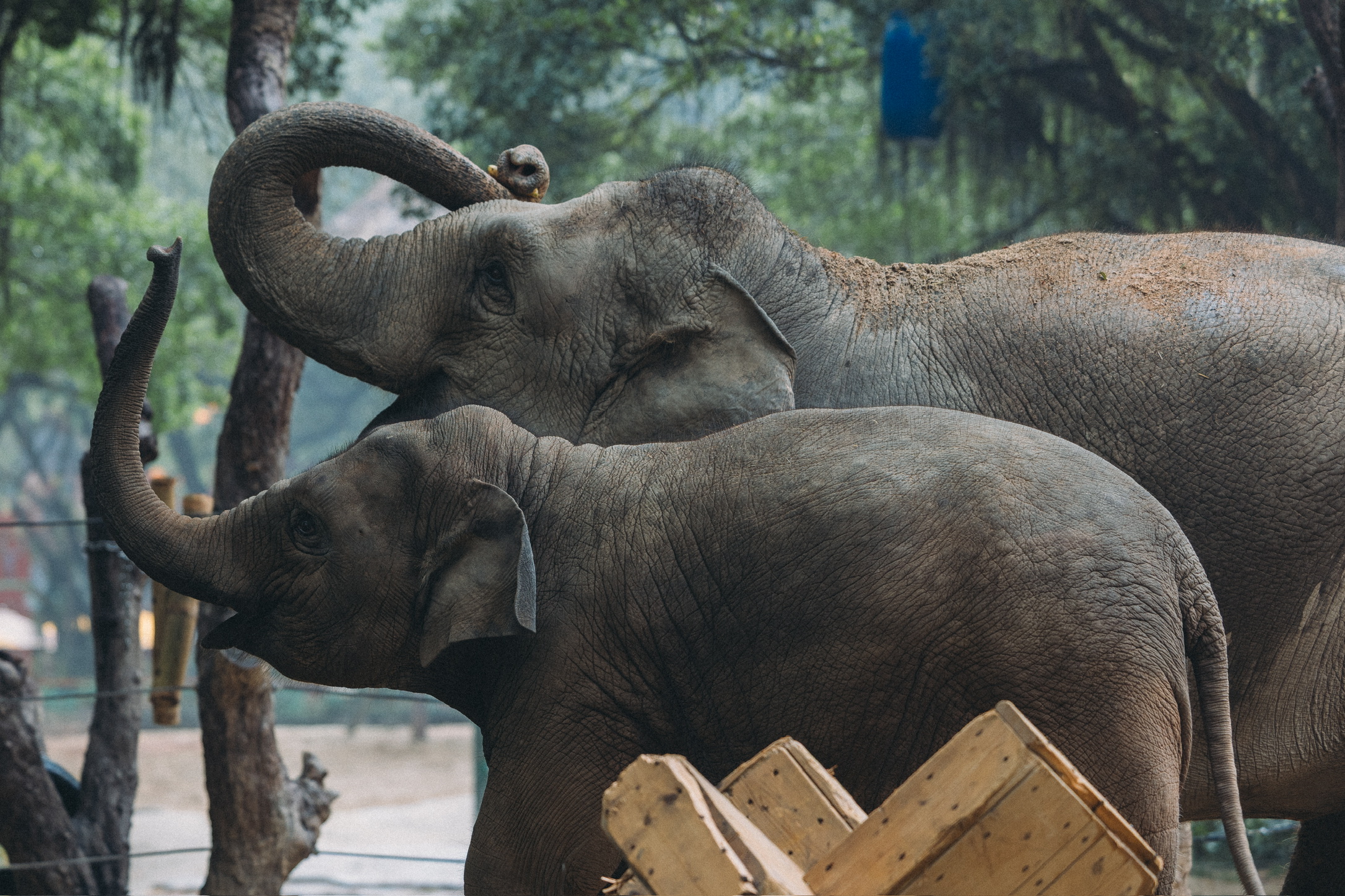 大象区也有乞食区，大象为了口吃的竟然面带人类一样的笑容