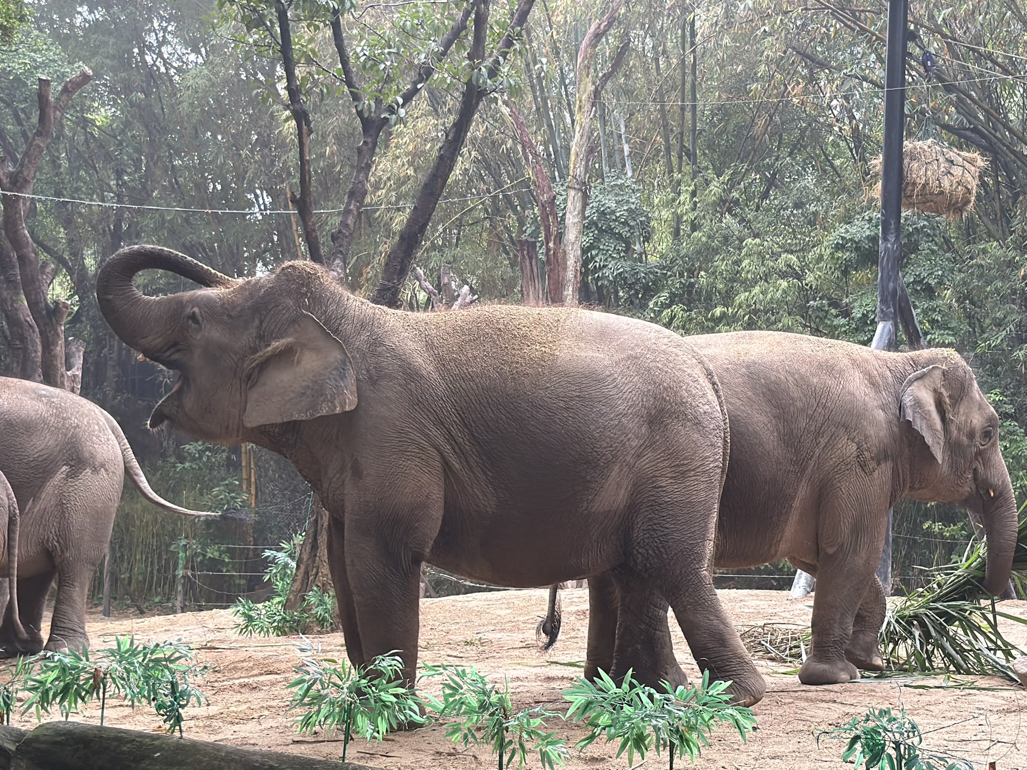 不知为何，这头像的侧脸让我觉得很像成龙，感觉他在大唱「一条大路哟，通呀通我家」。