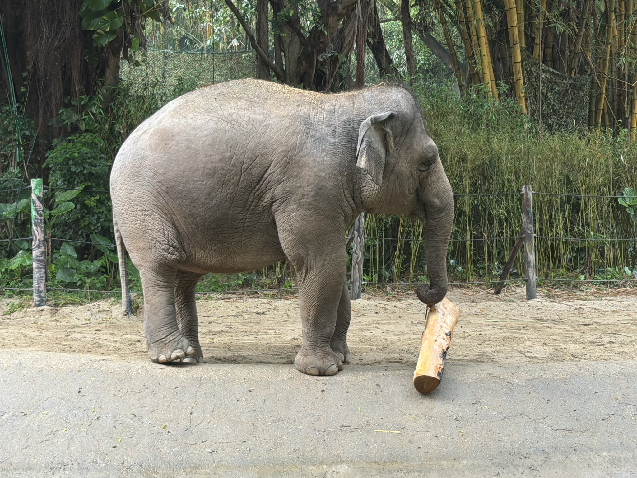 它的鼻子是真有劲儿，巨大的木桩从水里拖出来轻轻松松