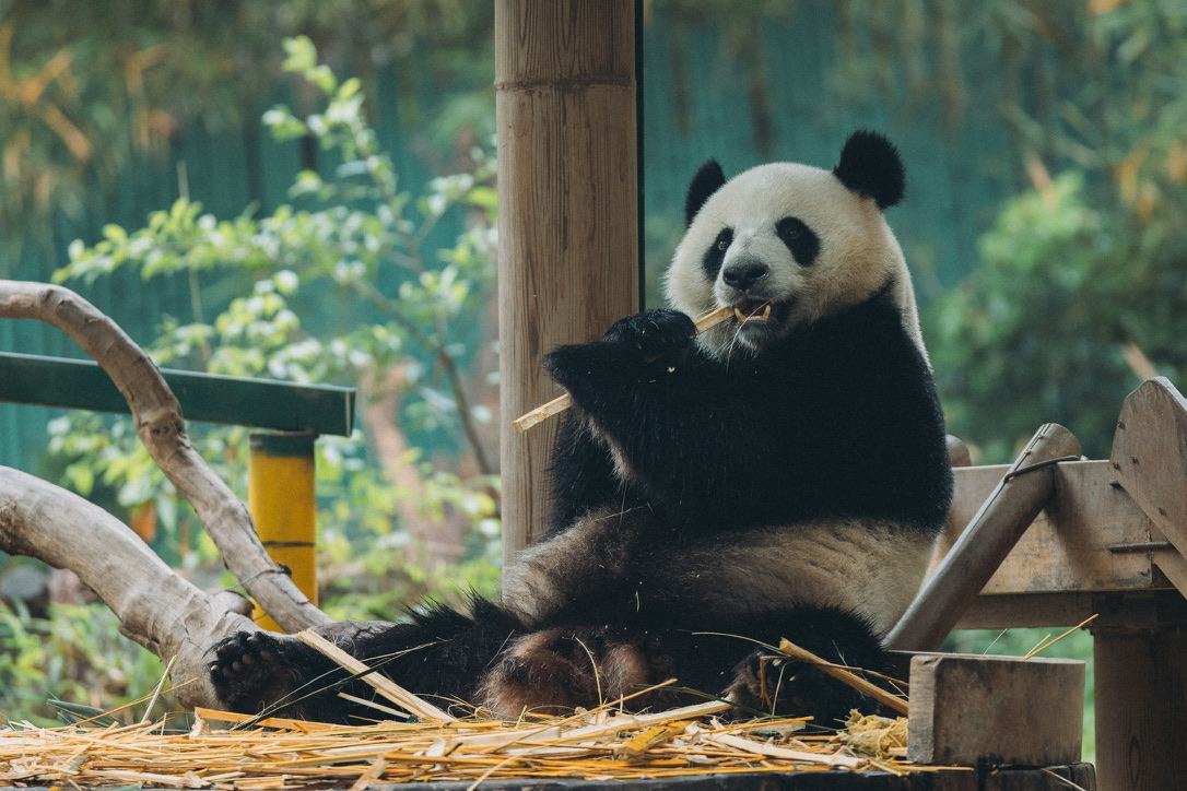 虽然你有名字，但我不记得了