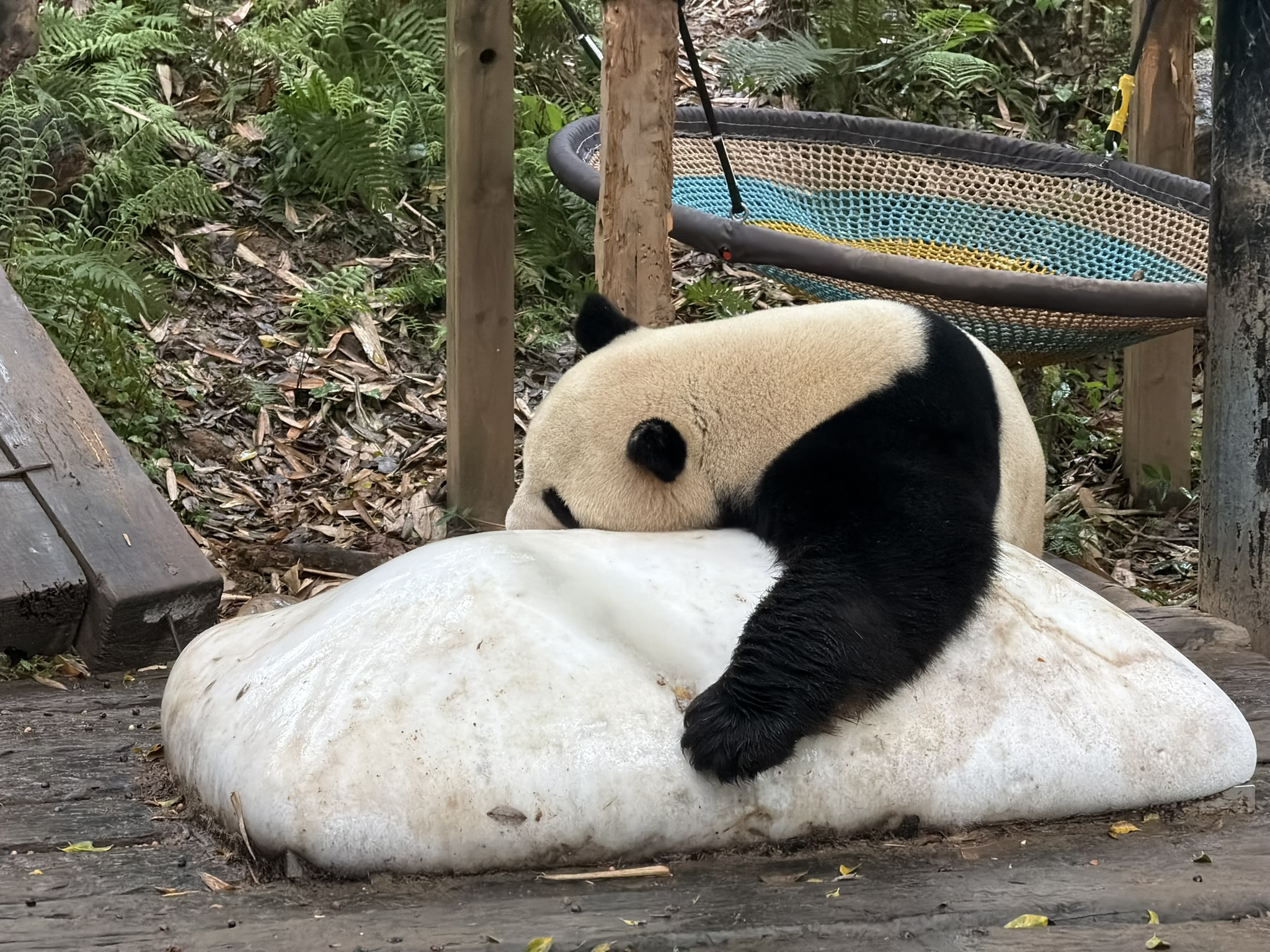 上你 md 班，我是熊猫，我不上班