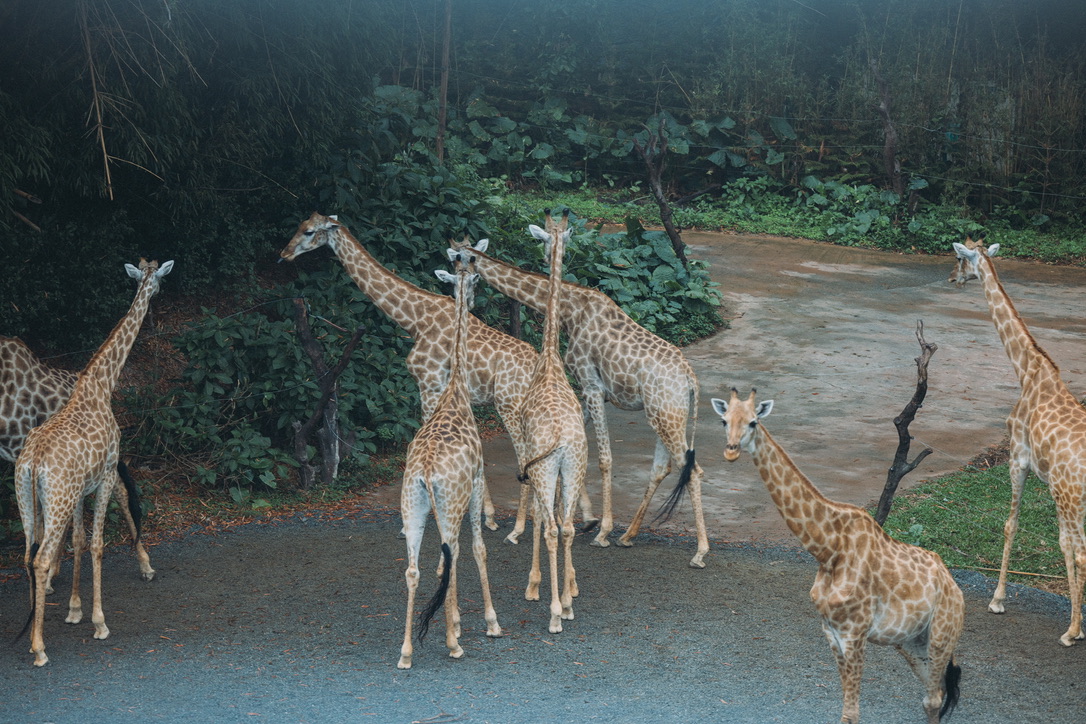 从缆车上用长焦拍的长颈鹿