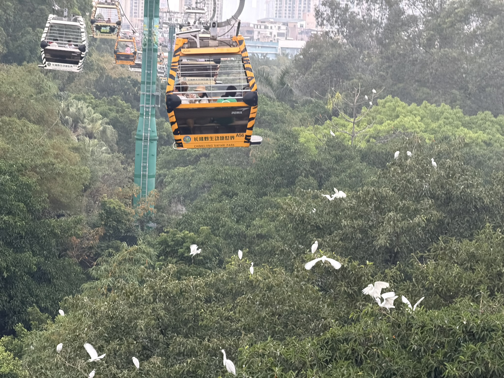 鸟儿在身下站立