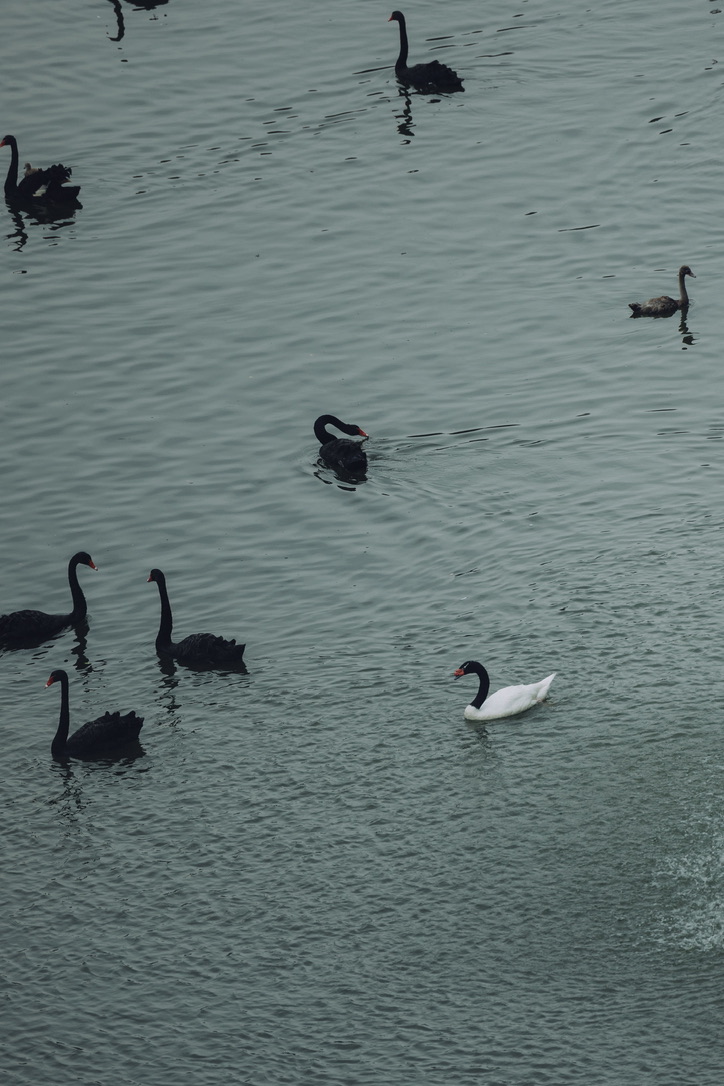 天鹅湖里一只黑颈白身的天鹅，非常帅捏