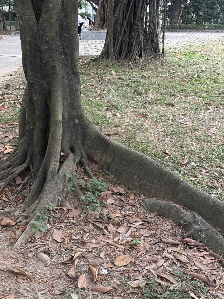 板根,从西双版纳热带植物园里出来后我已经认识你了