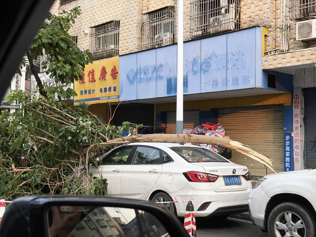 谁家的车被树砸了