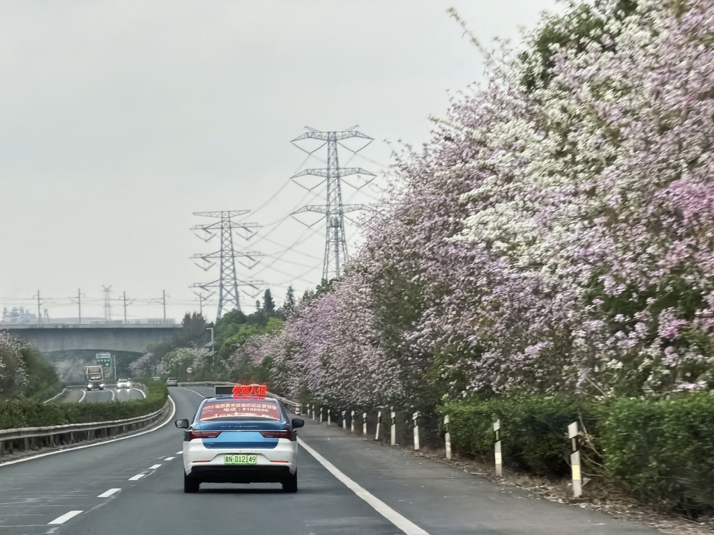 从海丰前往汕头的路上，路边的花开得灿烂。