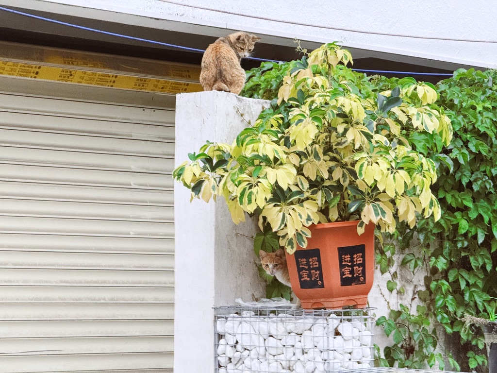 遇到两只眼神喜人的猫儿