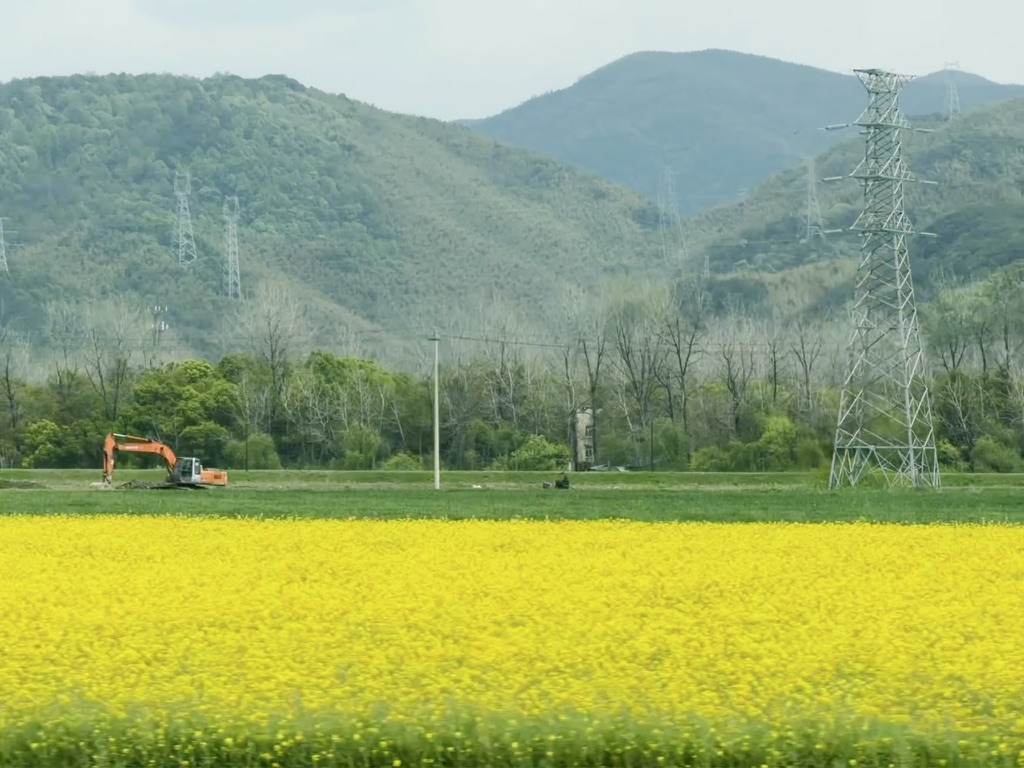 最后一段路上，到处是油菜花田